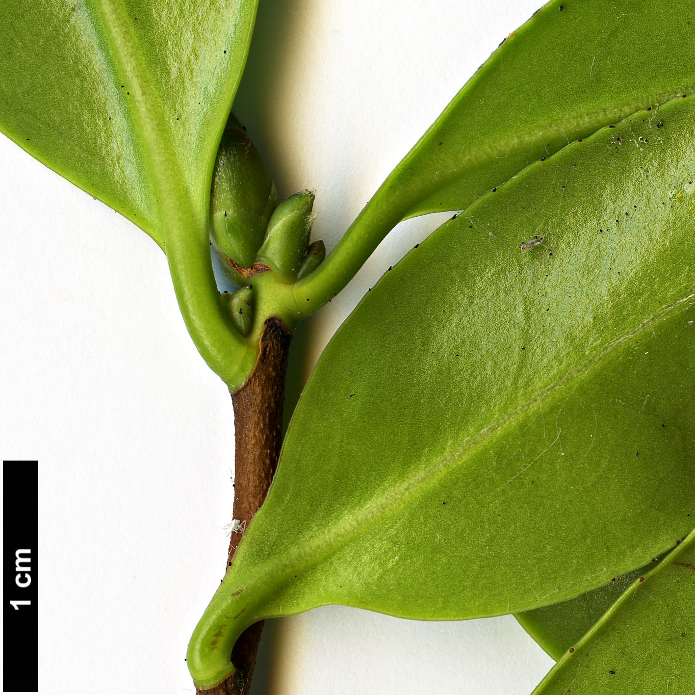 High resolution image: Family: Theaceae - Genus: Camellia - Taxon: ×vernalis (C.japonica × C.sasanqua)